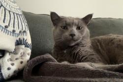 Lost Male Cat last seen Near saint matthews, Norwalk, CT 06854