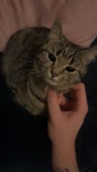 Lost Female Cat last seen Harrier pub, Peterborough, England PE4 7GD