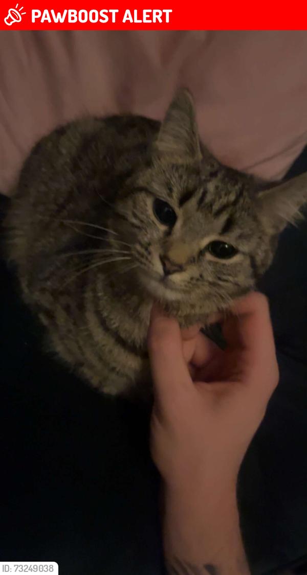 Lost Female Cat last seen Harrier pub, Peterborough, England PE4 7GD