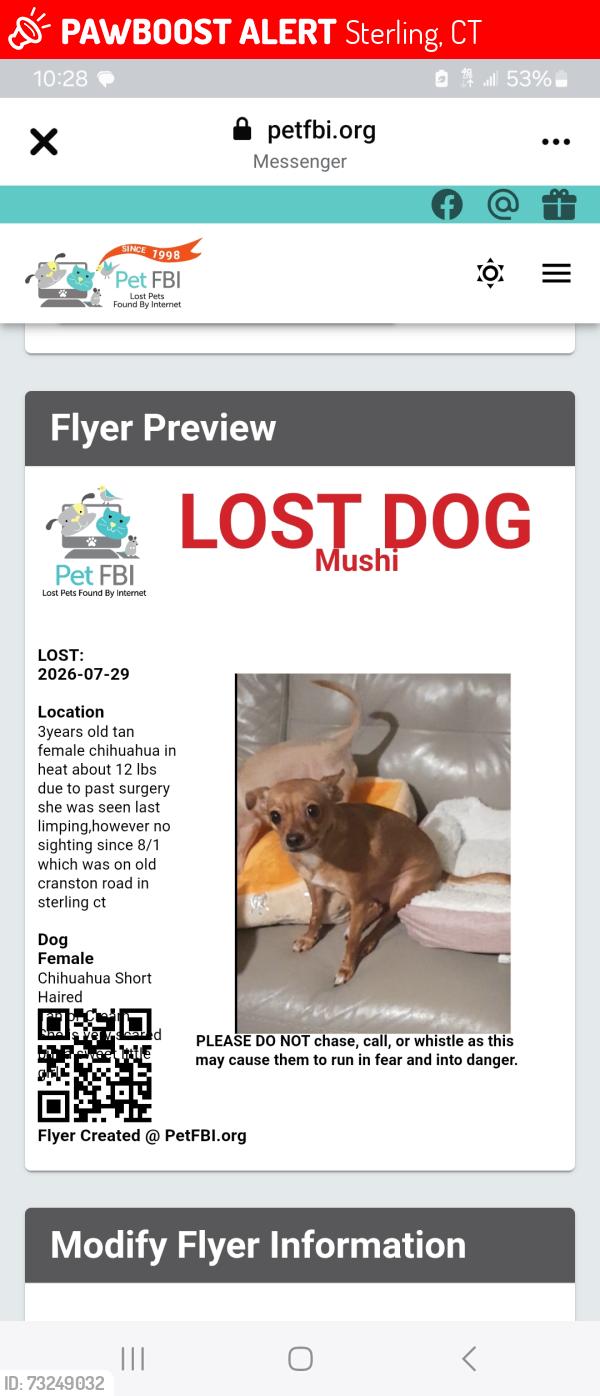 Lost Female Dog last seen Route 14 sterling ct walking towards woods towards ri, Sterling, CT 06377