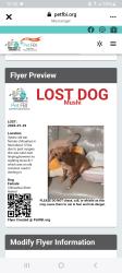Lost Female Dog last seen Route 14 sterling ct walking towards woods towards ri, Sterling, CT 06377
