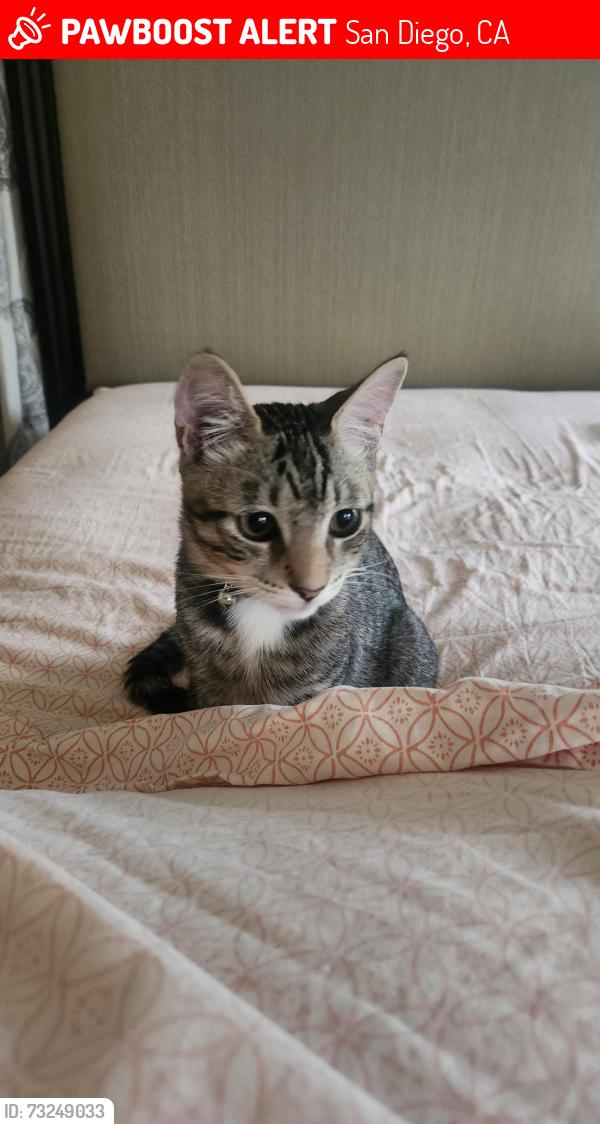 Lost Male Cat last seen Mt Jeffers Ave and MT ETNA park, San Diego, CA 92117