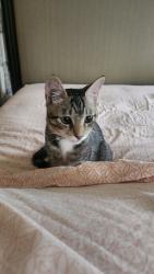 Lost Male Cat last seen Mt Jeffers Ave and MT ETNA park, San Diego, CA 92117