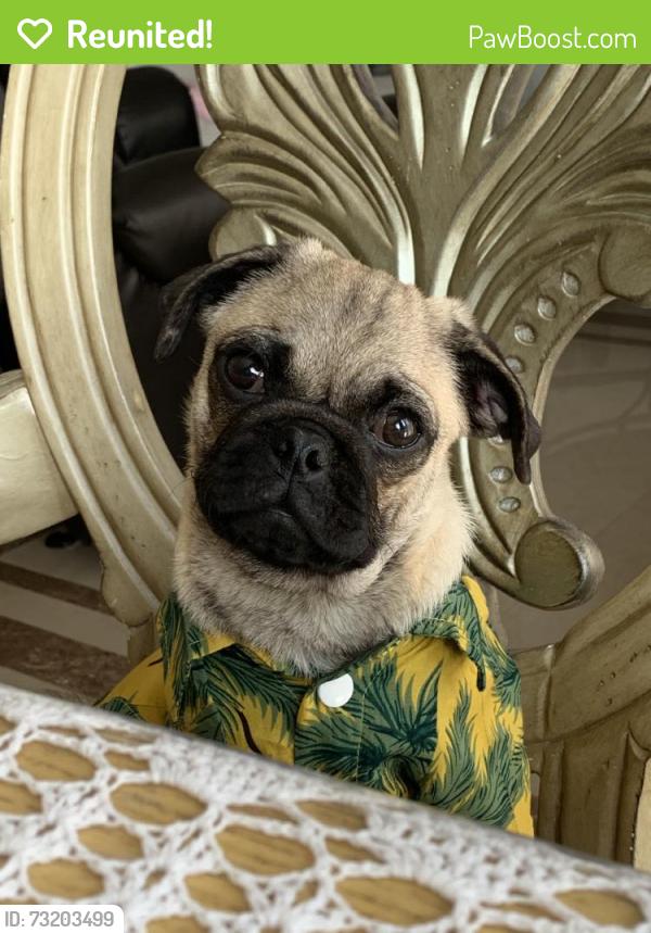 Reunited Male Dog last seen Near Martha Ct, Lancaster, CA 93535, USA, Lancaster, CA 93535