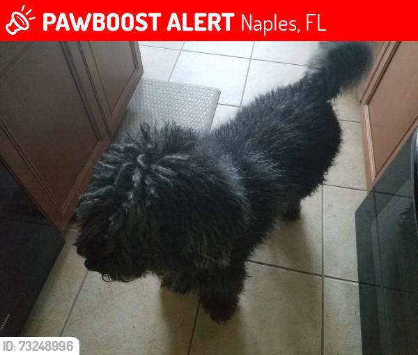 Lost Male Dog last seen Near jacklin court naples, Naples, FL 34120