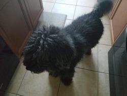 Lost Male Dog last seen Near jacklin court naples, Naples, FL 34120