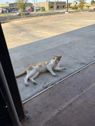 Found/Stray Male Cat last seen 59th and s may ave okc, Oklahoma City, OK 73159