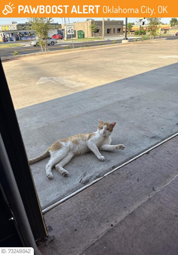 Found/Stray Male Cat last seen 59th and s may ave okc, Oklahoma City, OK 73159