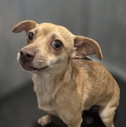 Shelter Stray Male Dog last seen Near BLOCK CASANOVA, 4710 TX-151, San Antonio, TX 78227, USA