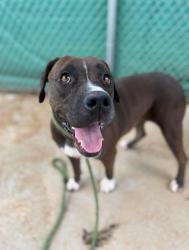 Shelter Stray Female Dog last seen CHARLOTTE, 8315 Byrum Dr, Charlotte, NC 28217, USA