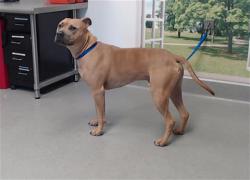 Shelter Stray Male Dog last seen LA SALLE X CASHMERE, 1419 Bryant St, San Francisco, CA 94103, USA