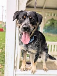 Shelter Stray Male Dog last seen ST CHARLES CO, 4850 Mid Rivers Mall Dr, St Peters, MO 63376, USA