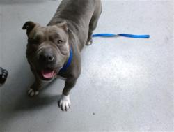Shelter Stray Female Dog last seen LA SALLE X CASHMERE, 1419 Bryant St, San Francisco, CA 94103, USA