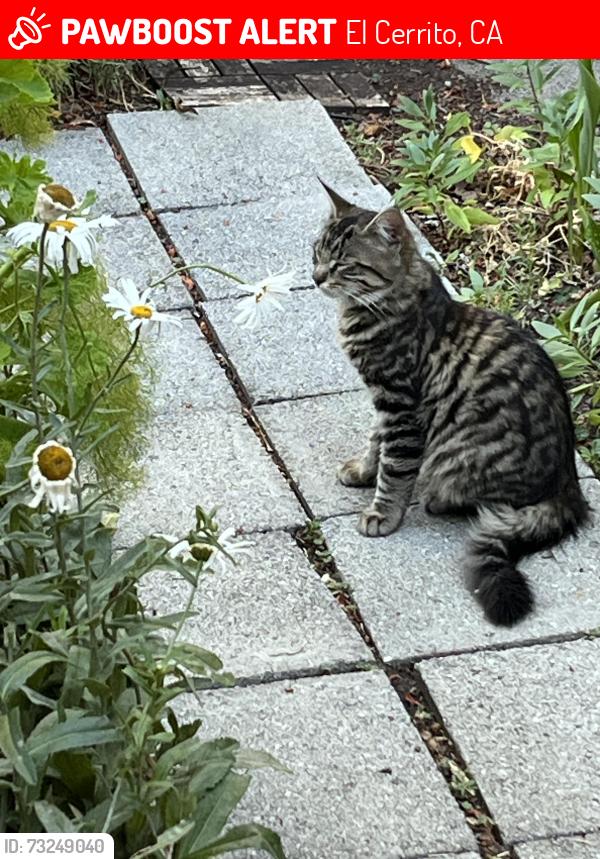 Lost Female Cat last seen San Diego and Lassen, near Pacific East Mall and Albany Hill, El Cerrito, CA 94530