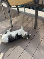 Lost Male Cat last seen Madison and Quail, Albany, NY 12208