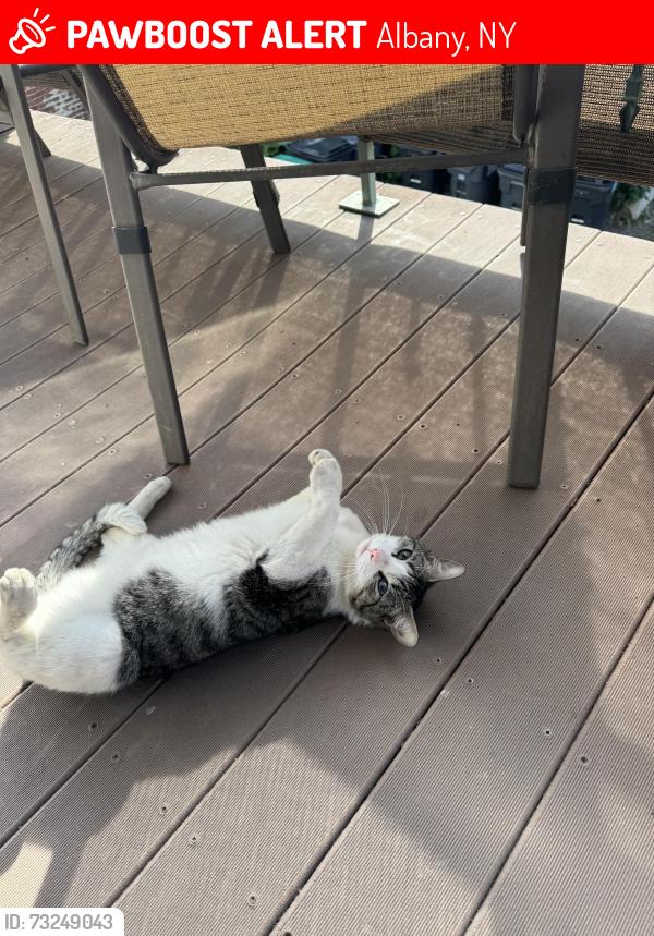 Lost Male Cat last seen Madison and Quail, Albany, NY 12208