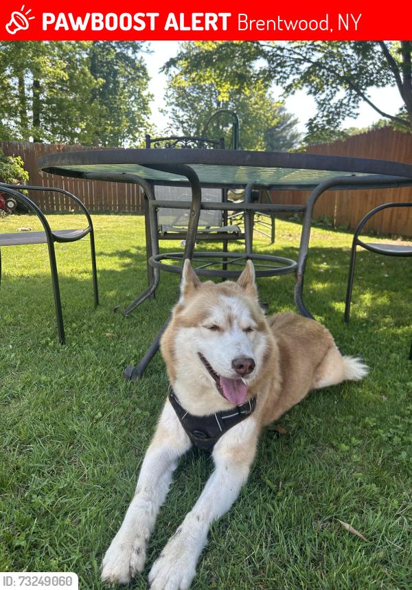 Lost Male Dog last seen Madison Avenue, Brentwood, NY 11717