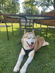 Lost Male Dog last seen Madison Avenue, Brentwood, NY 11717