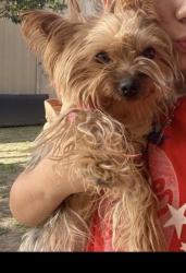 Reunited Female Dog last seen Whittier, CA, USA, Whittier, CA 90602