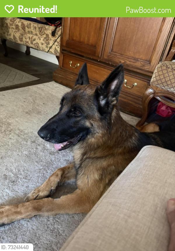Reunited Male Dog last seen Near Ramona way Alamo, Alamo, CA 94507