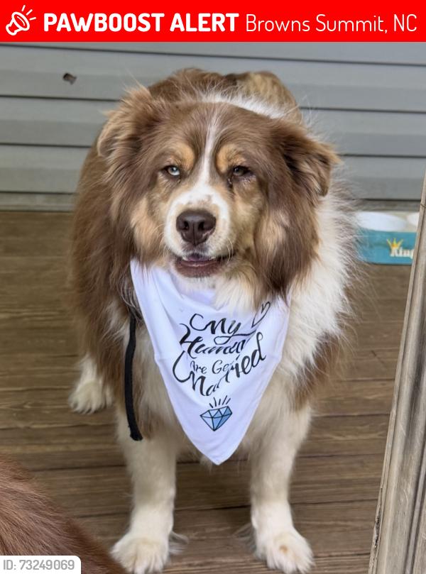 Lost Male Dog last seen McNair elementary, Browns Summit, NC 27214