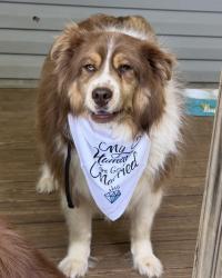 Lost Male Dog last seen McNair elementary, Browns Summit, NC 27214