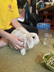 Found/Stray Unknown Rabbit last seen 71st St N intersection with 48th St N, St. Petersburg, FL 33709