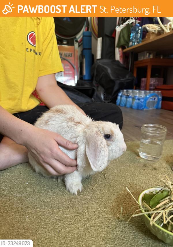 Found/Stray Unknown Rabbit last seen 71st St N intersection with 48th St N, St. Petersburg, FL 33709