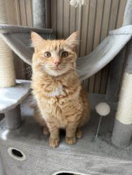 Lost Female Cat last seen Chertsey, Chertsey, England 