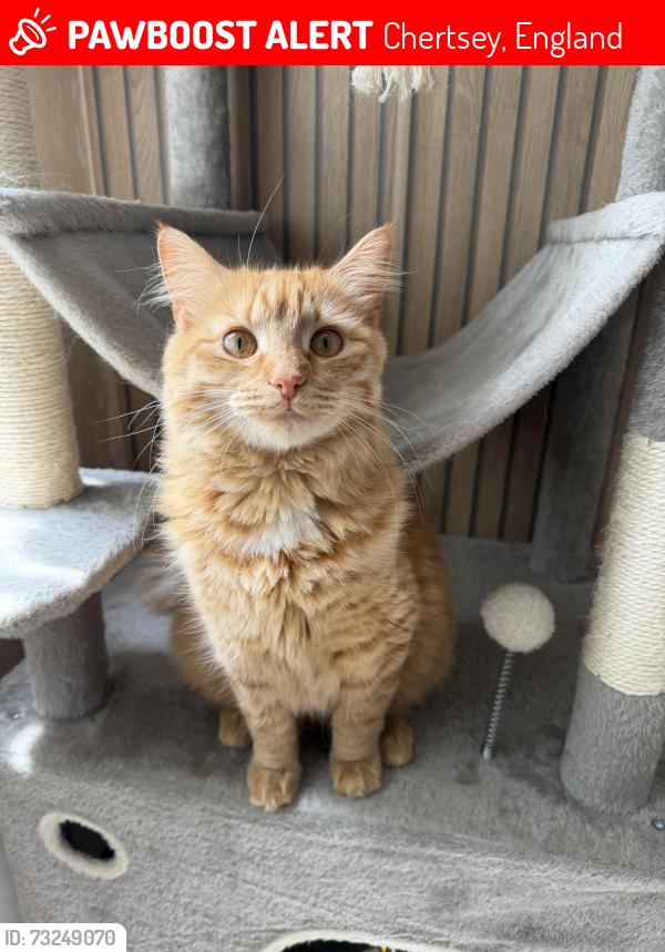 Lost Female Cat last seen Chertsey, Chertsey, England 