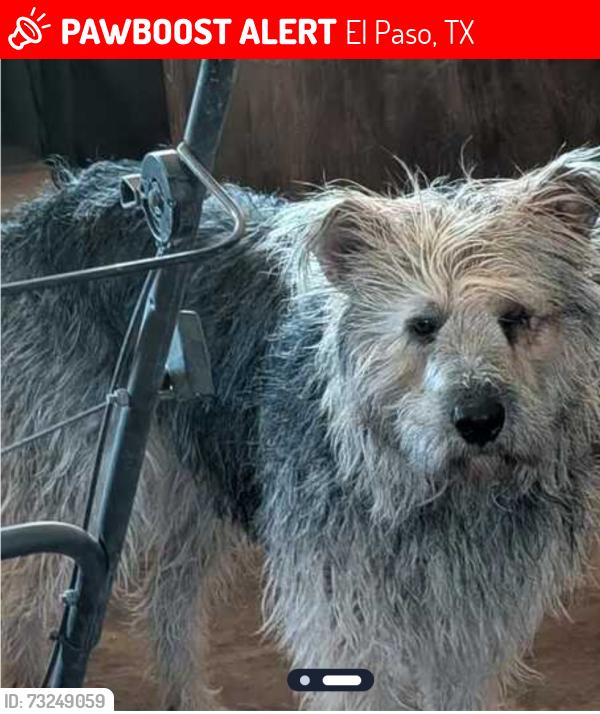 Lost Male Dog last seen Edgemere and Wedgewood, El Paso, TX 79925