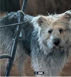 Lost Male Dog last seen Edgemere and Wedgewood, El Paso, TX 79925