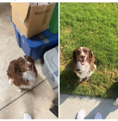 Reunited Female Dog last seen 34th and blessen rd, Randall County, TX 79119
