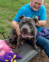 Shelter Stray Male Dog last seen , , GA, 3280 Chamblee Dunwoody Rd, Chamblee, GA 30341, USA