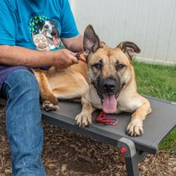 Shelter Stray Female Dog last seen Near Buford Hwy, Atlanta, GA 30341, 30341, GA, 3280 Chamblee Dunwoody Rd, Chamblee, GA 30341, USA