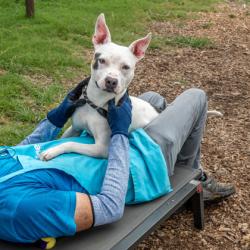 Shelter Stray Female Dog last seen , , GA, 3280 Chamblee Dunwoody Rd, Chamblee, GA 30341, USA