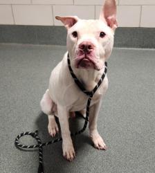 Shelter Stray Male Dog last seen Reston, VA, 20194, Baron Cameron/Village Rd, Fairfax County, VA, 4500 West Ox Rd, Fairfax, VA 22030, USA