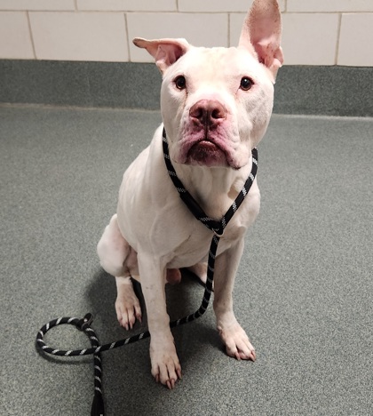 Shelter Stray Male Dog last seen Reston, VA, 20194, Baron Cameron/Village Rd, Fairfax County, VA, 4500 West Ox Rd, Fairfax, VA 22030, USA