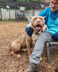 Shelter Stray Male Dog last seen Near Scarlet Ohara Dr, 30294, GA, 3280 Chamblee Dunwoody Rd, Chamblee, GA 30341, USA