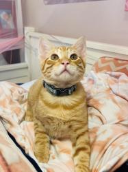 Reunited Male Cat last seen Dalrock Road, Princeton Road, Waterview Neighborhood, Rowlett, TX 75089