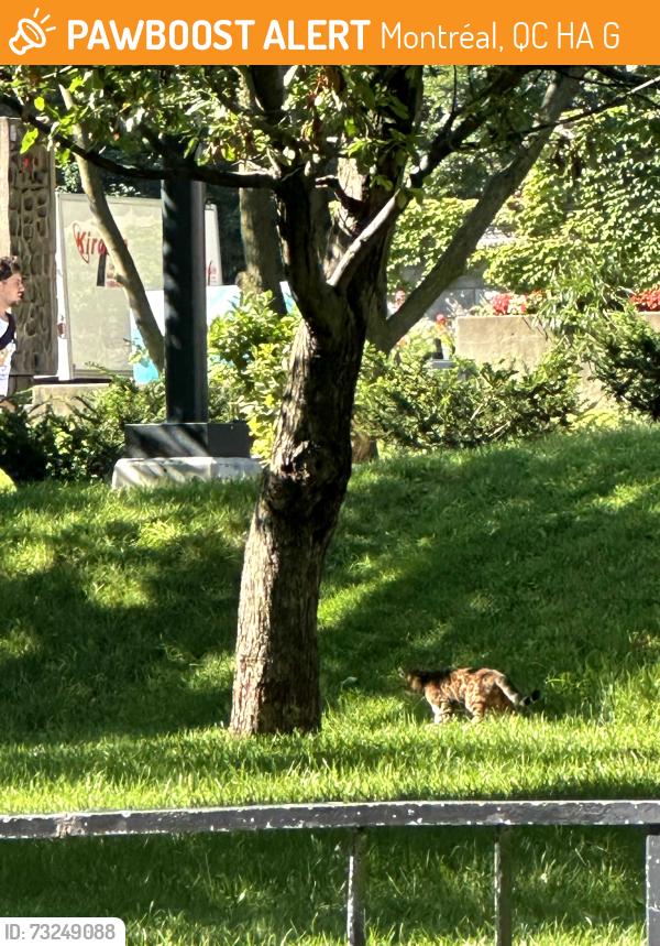 Found/Stray Unknown Cat last seen Near Redpath museum, Montréal, QC H3A 0G4