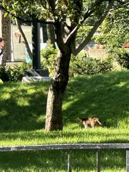 Found/Stray Unknown Cat last seen Near Redpath museum, Montréal, QC H3A 0G4