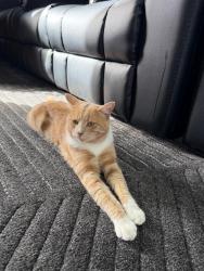 Lost Male Cat last seen Werrribe near sprinkles, Tarneit, VIC 3030
