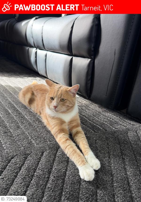 Lost Male Cat last seen Werrribe near sprinkles, Tarneit, VIC 3030
