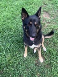 Reunited Female Dog last seen Lassiter high school, Marietta, GA 30066