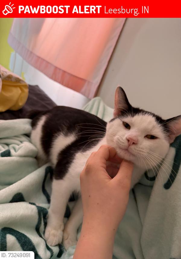 Lost Male Cat last seen Near Polk tractor place and superior garage door, Leesburg, IN 46538