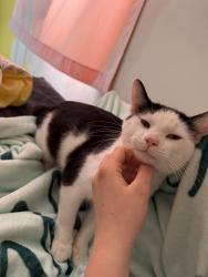 Lost Male Cat last seen Near Polk tractor place and superior garage door, Leesburg, IN 46538