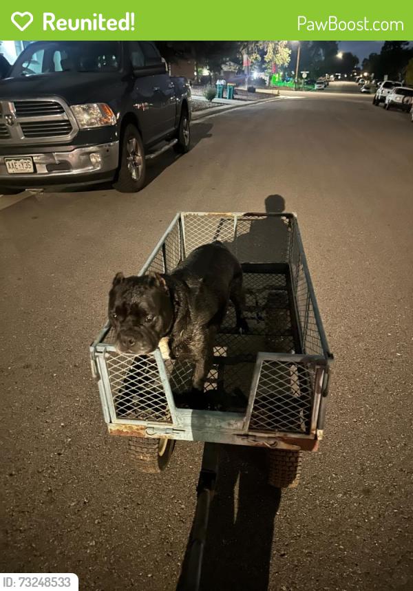 Reunited Female Dog last seen Bluebell way and 83th, Denver, CO 80221