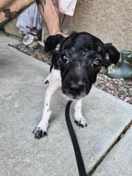 Found/Stray Male Dog last seen San Jacinto Ave and 5th St, San Jacinto, CA 92583