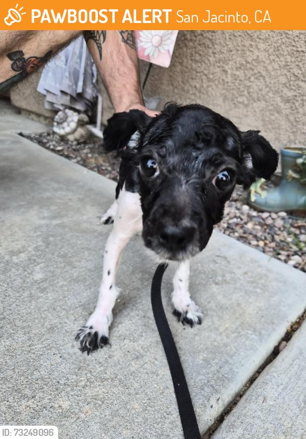 Found/Stray Male Dog last seen San Jacinto Ave and 5th St, San Jacinto, CA 92583